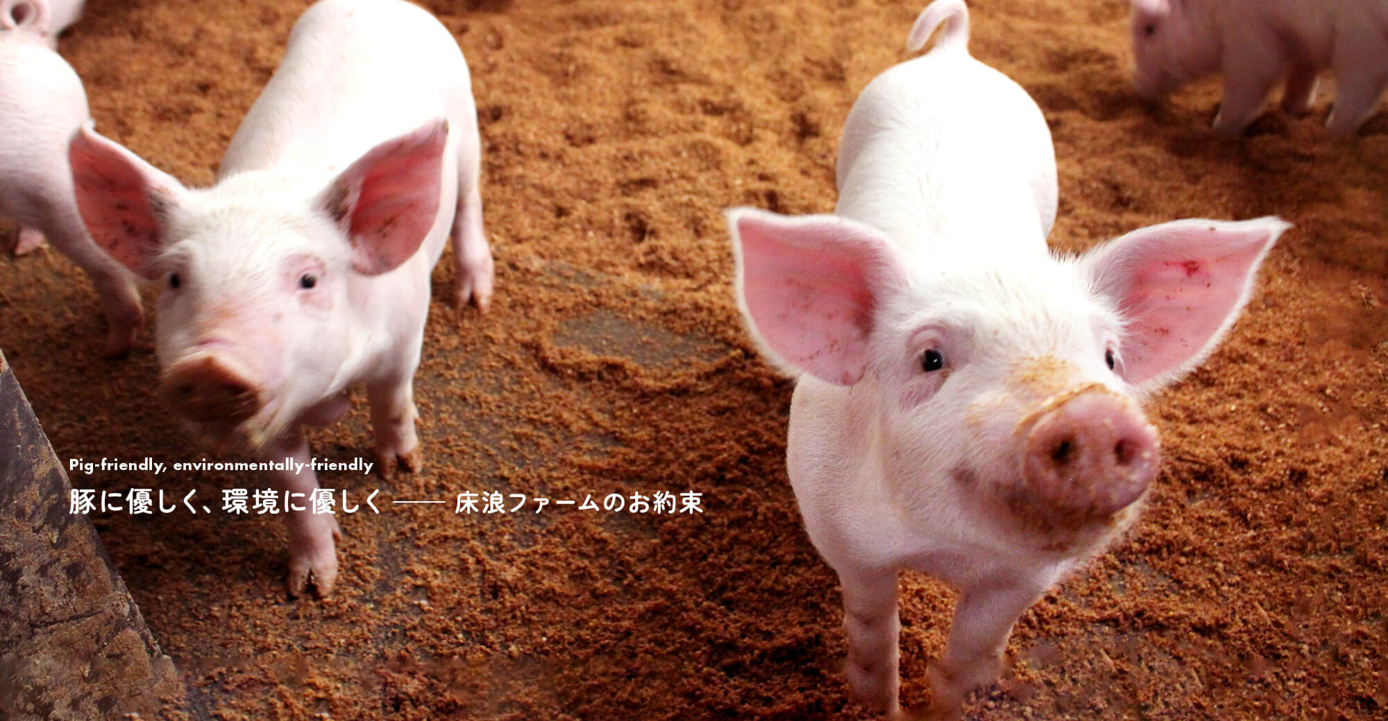 豚に優しく、環境に優しく　—床浪ファームのお約束